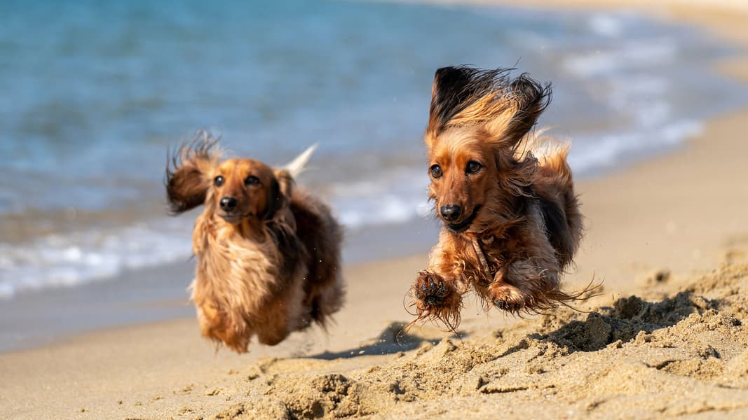 Cani Spiaggia